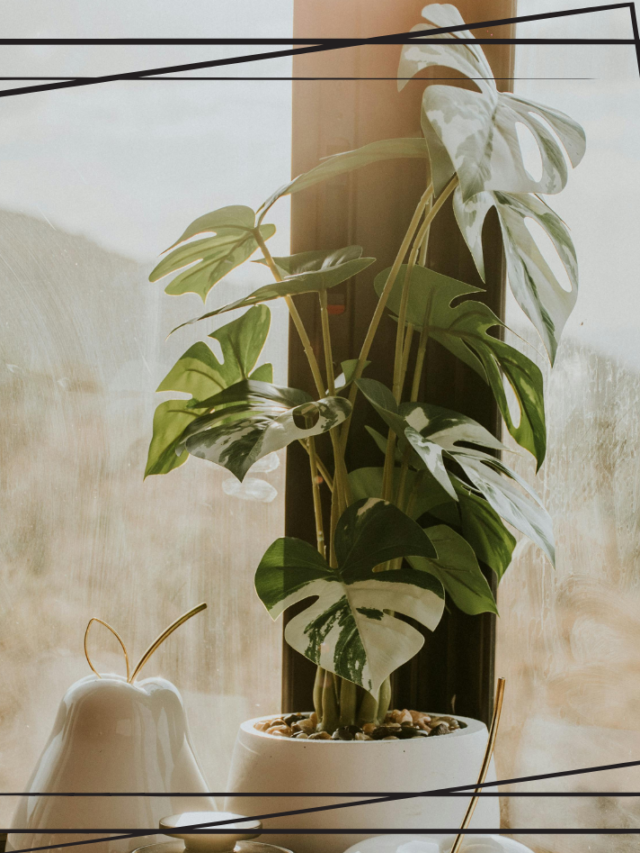 5 Feng Shui plants that symbolise positivity.